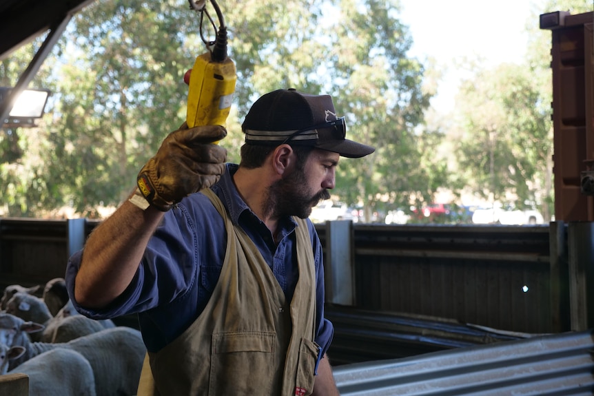 A farmer with a moustache wearing a cap and working overalls pushing a button while offloading sheep.