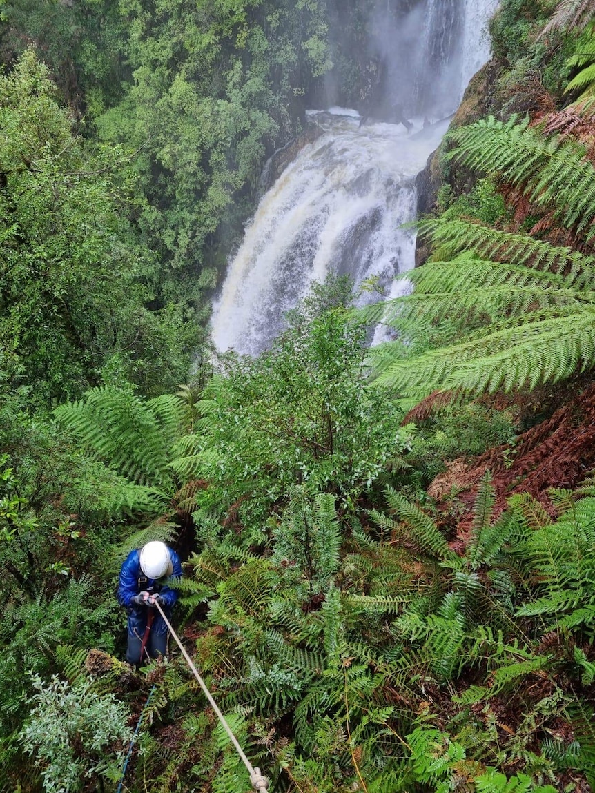 A person wearing a helmet in thick forest attached to a rope.