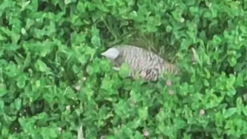 Cranborne Chase Landscape Trust A drone image of a bustard sitting on its nest, which is nestled in a sainfoin crop.