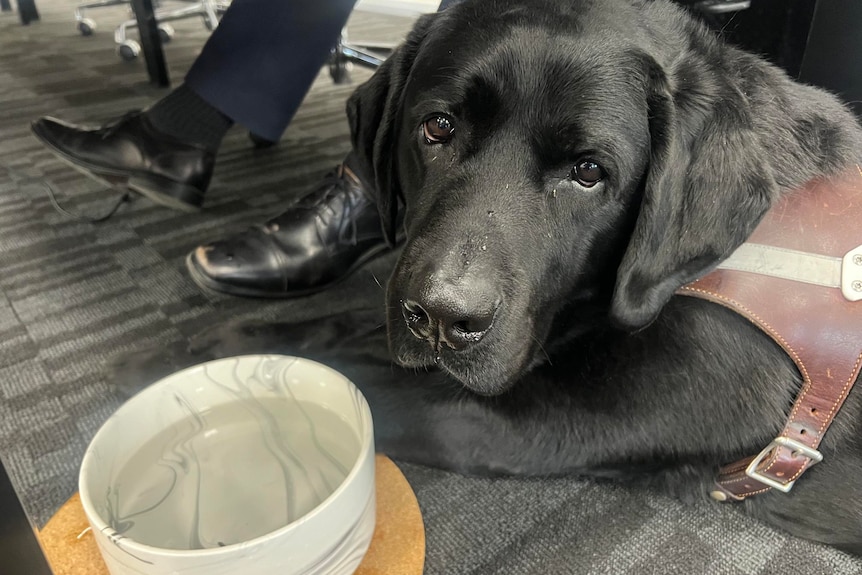 Close up of black Labrador sitting by a persons feet with a bowl of water in front of him. 