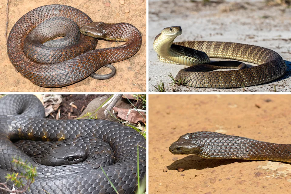 Four images of tiger snakes, highlighting their colour variability.