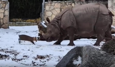 In Wrocław Zoo, a small deer attacked a huge rhino VIDEO