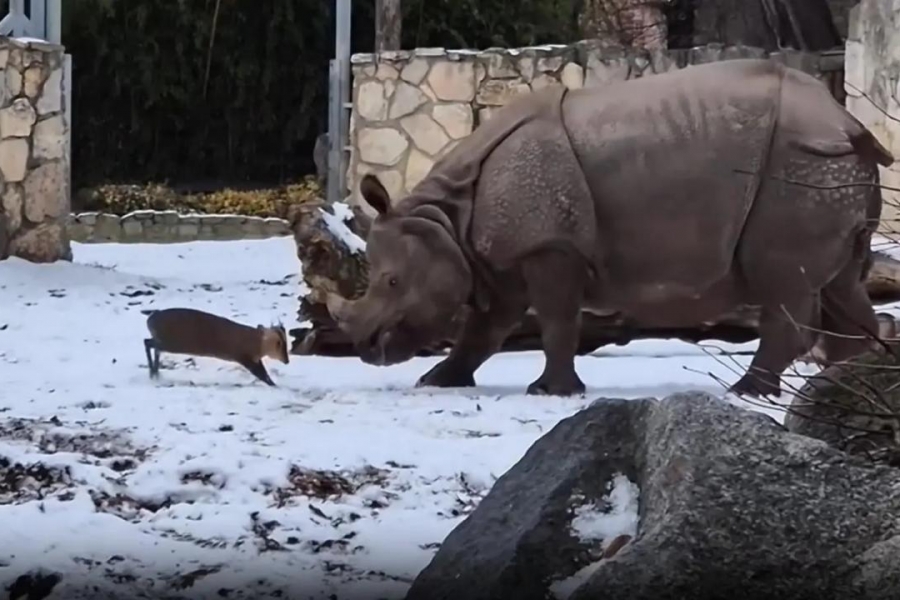 In Wrocław Zoo, a small deer attacked a huge rhino VIDEO