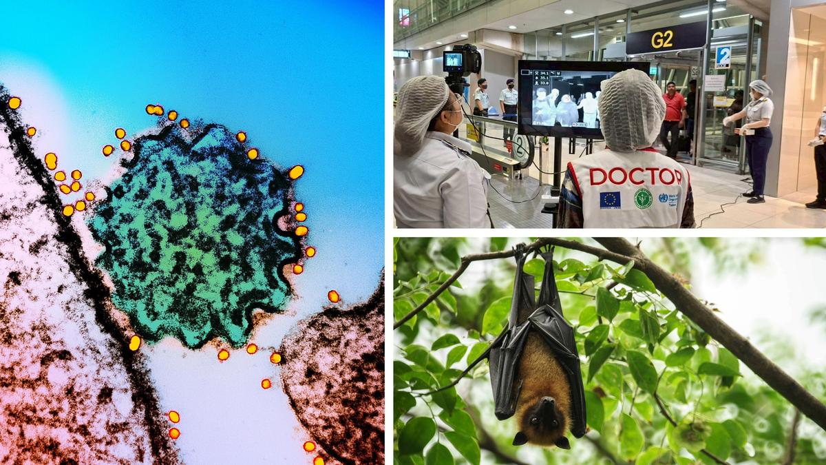 Should Australians be worried about Nipah virus? What it is, health advice and latest outbreak updates