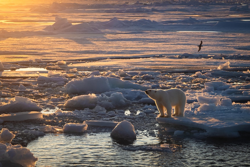 A polar bear standing on the edge of sea ice with a bird flying in the background.
