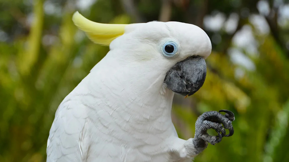 A funny Cockatoo poses with his foot up while sitting outside.Image via Unsplash