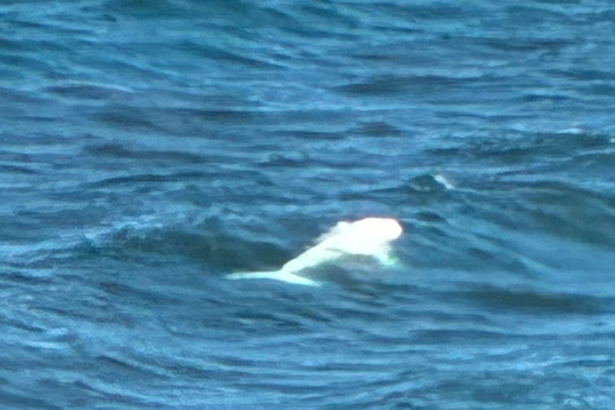 A white whale in the ocean.