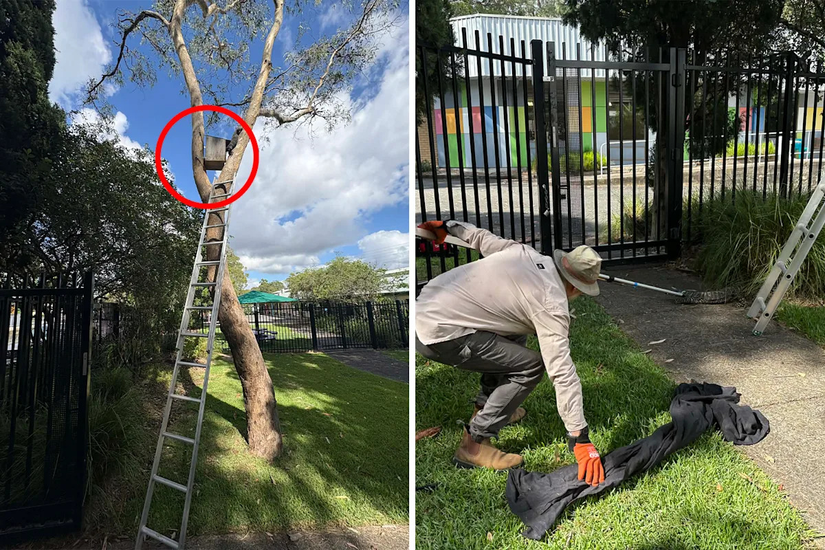 Teachers call for help after ‘formidable’ predator creates havoc at Aussie school