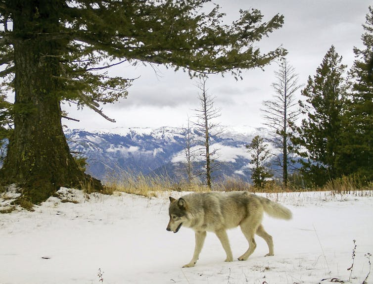 A wolf walking over snow, with a mountain view in the background.