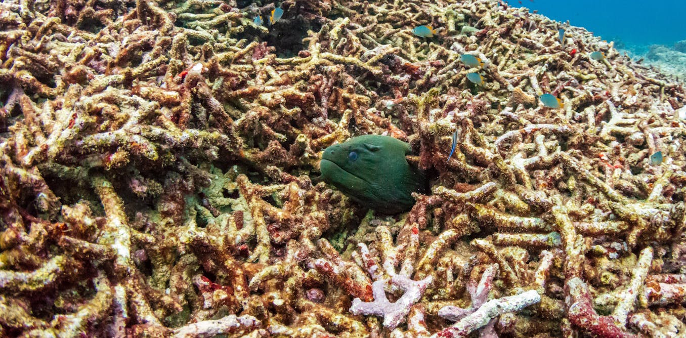 Will 2026 be the year when coral reefs pass their tipping point?