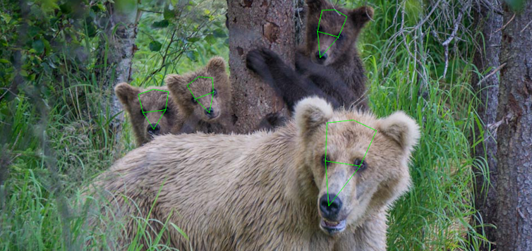 A photo of bears with lines marking the distances between their facial features.