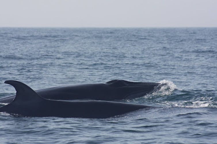 Two Bryde's whales swimming.