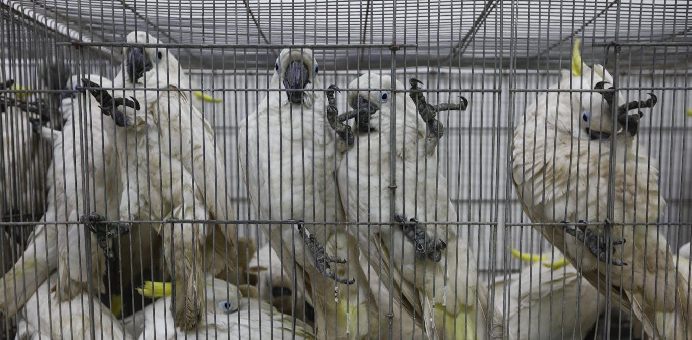 Crime against wildlife is surging in Australia. These 4 reforms can help tackle it