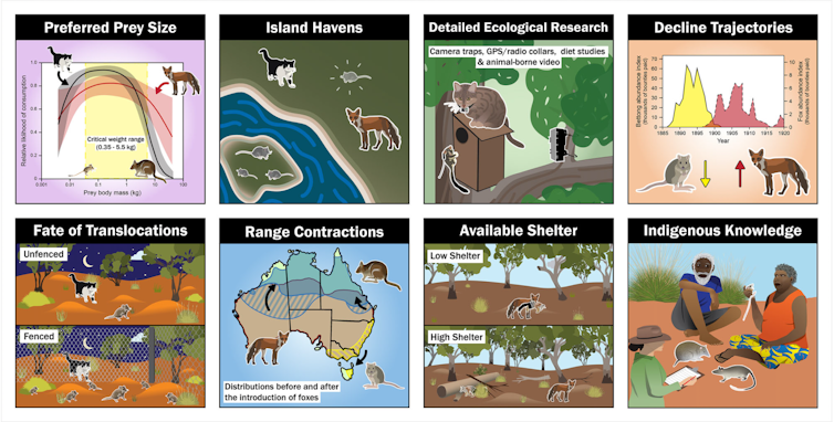 figure showing main reasons why cats and foxes are linked to mammal extinctions in Australia.