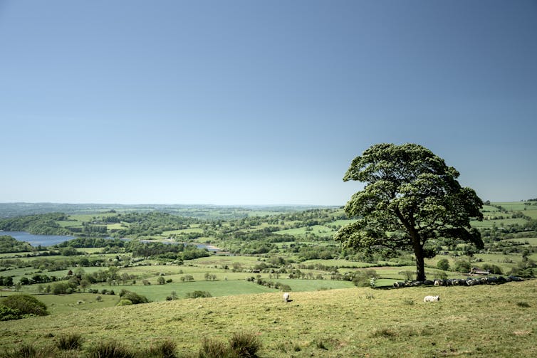 A rolling, green field with a tree and a clear, blue sky.