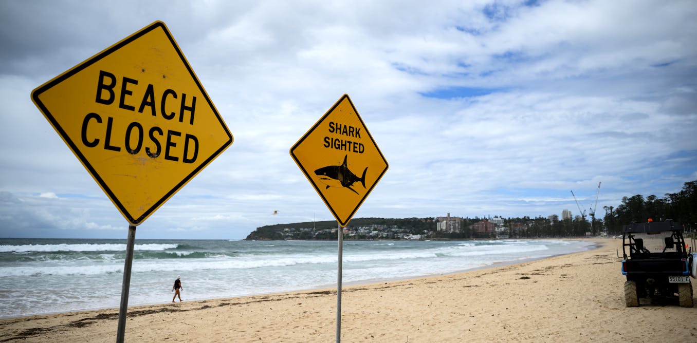 Bull sharks are spending longer in Sydney Harbour and other summer grounds. Here’s how you can stay safe
