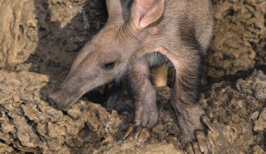 Bats, bushbabies and aardvark edge closer to extinction in southern Africa