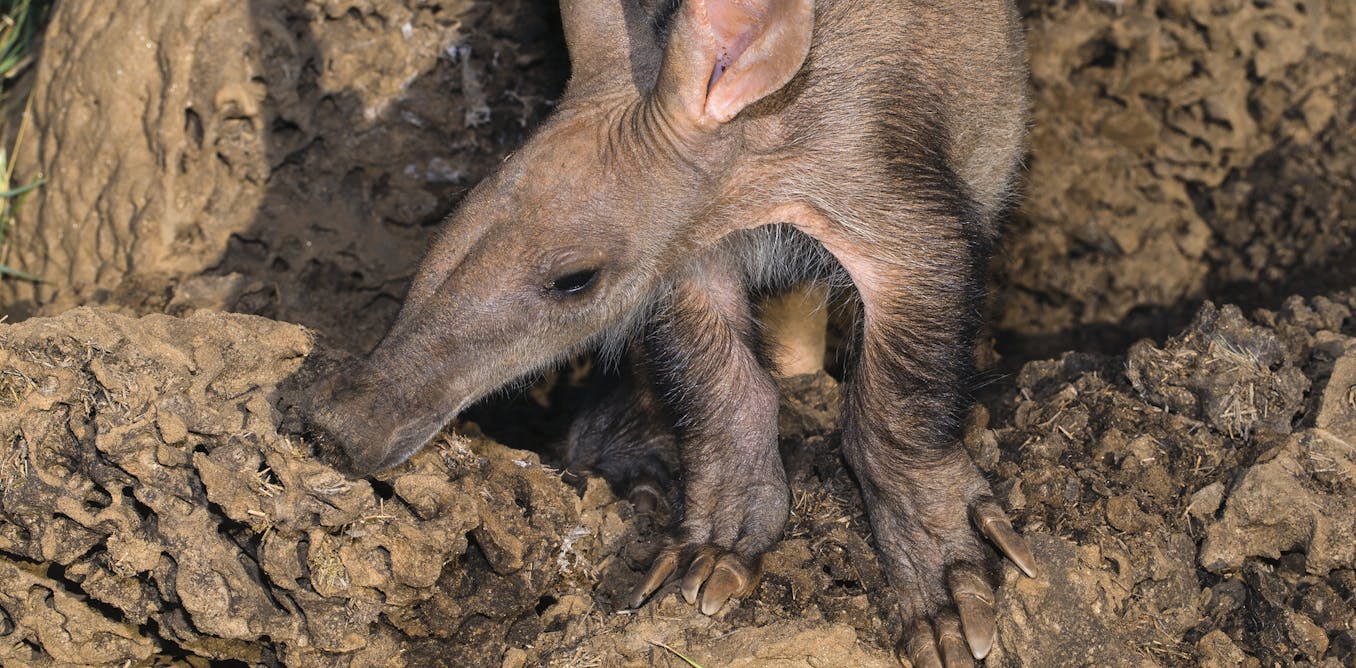 Bats, bushbabies and aardvark edge closer to extinction in southern Africa