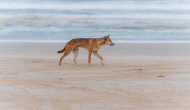 Will killing dingoes on K’gari make visitors safer? We think it’s unlikely