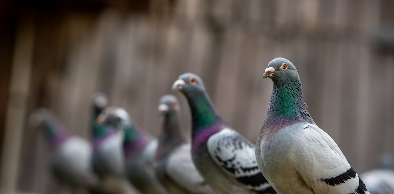 how humans are making the world’s wildlife dangerously samey