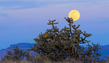 Tripod-Free Focus Stacking in Photoshop: Real Limits, Real Results