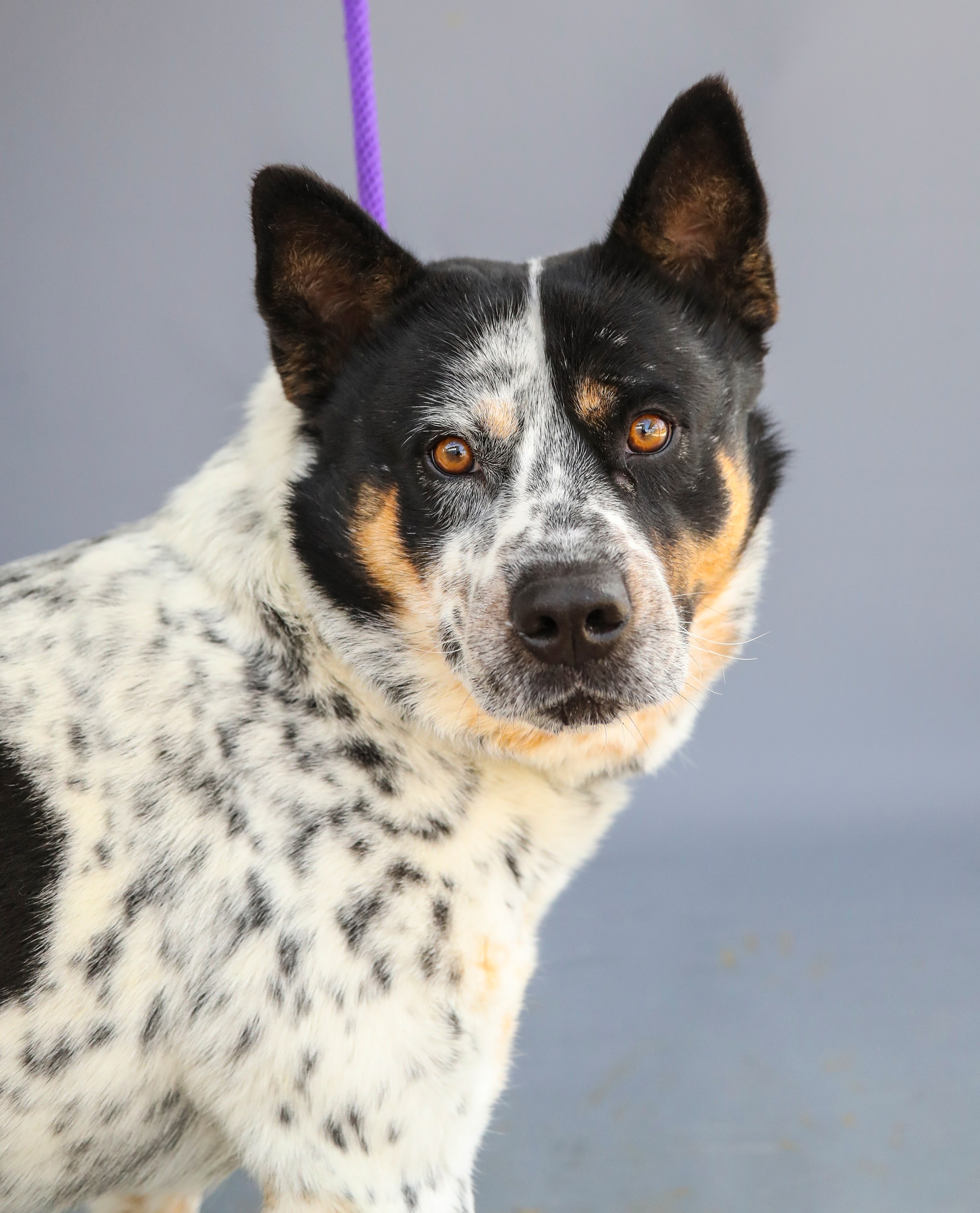 Bluey (A585237) is a 4-year-old, male, Australian Cattle dog mix available for adoption at Harris County Pets, photographed Wednesday, Jan. 26, 2022, in Houston. Bluey has been in the shelter for 51 days. Staff reports, “He’s a sweet, happy boy looking for his forever home! Would be great with someone who has an active lifestyle. Appears to be potty trained. Kenneled other dogs without issue.” (Photo by Karen Warren/Houston Chronicle via Getty Images)