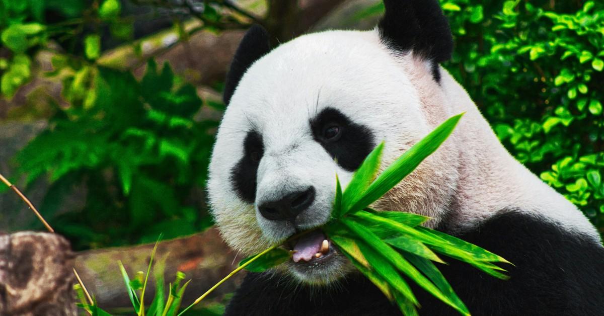 A giant panda eats bamboo leaves