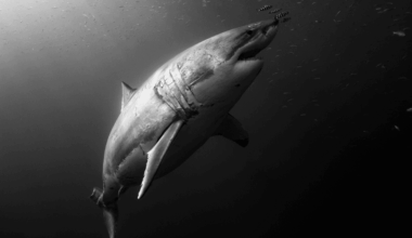 “Enormous Shark Remains” Suggest Giant Lamniform Sharks First Appeared in Australia – 15 Million Years Earlier Than We Thought