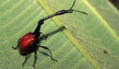giraffe-necked weevil