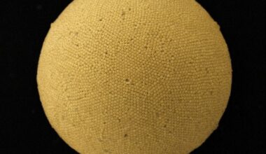 Brighter Side of News