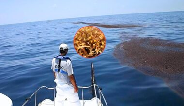 Boater watches a large floating mat of brown sargassum at sea, with an inset close-up showing the seaweed that forms the Great Atlantic Sargassum Belt.