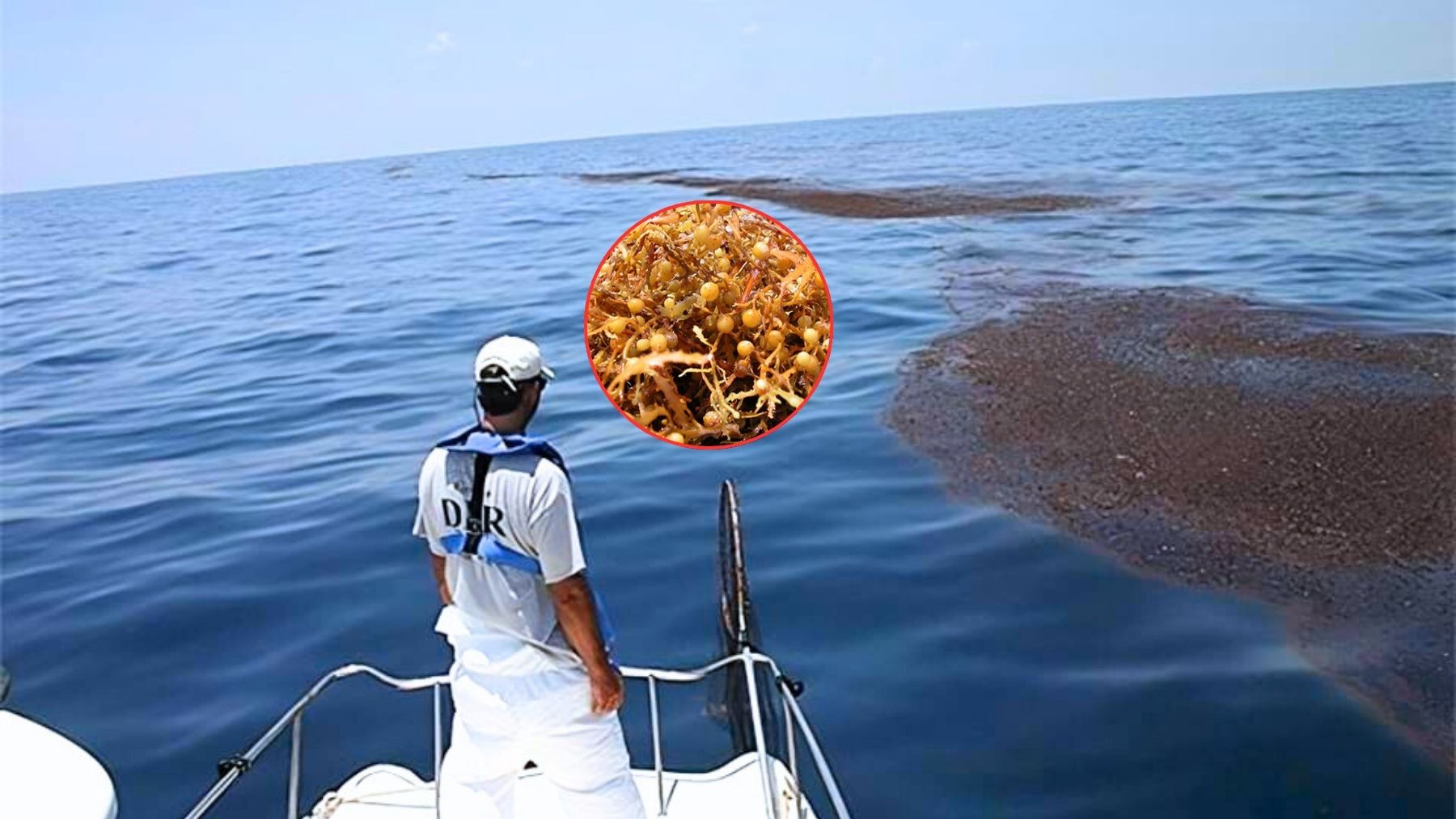 Boater watches a large floating mat of brown sargassum at sea, with an inset close-up showing the seaweed that forms the Great Atlantic Sargassum Belt.