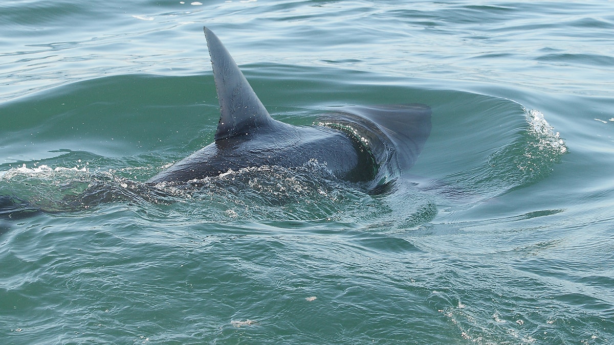 Dorsal fin of a great white shark breaking the ocean surface in shallow coastal waters.