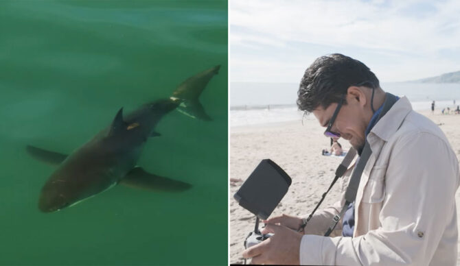 Carlos Gauna using his drone to find great white sharks off Los Angeles