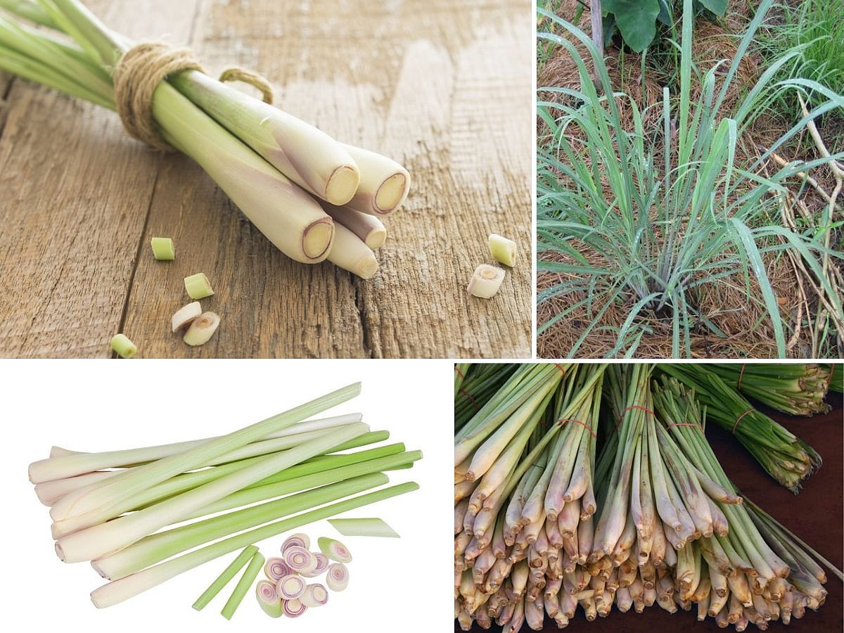 Lemongrass wipes out 95% of tumours in 15 days — nature's top cancer killer? Here's the science