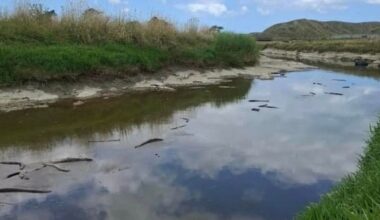 Entire eel population wiped out in Wairoa stream
