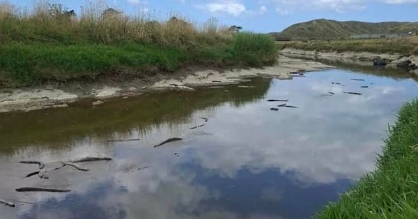 Entire eel population wiped out in Wairoa stream