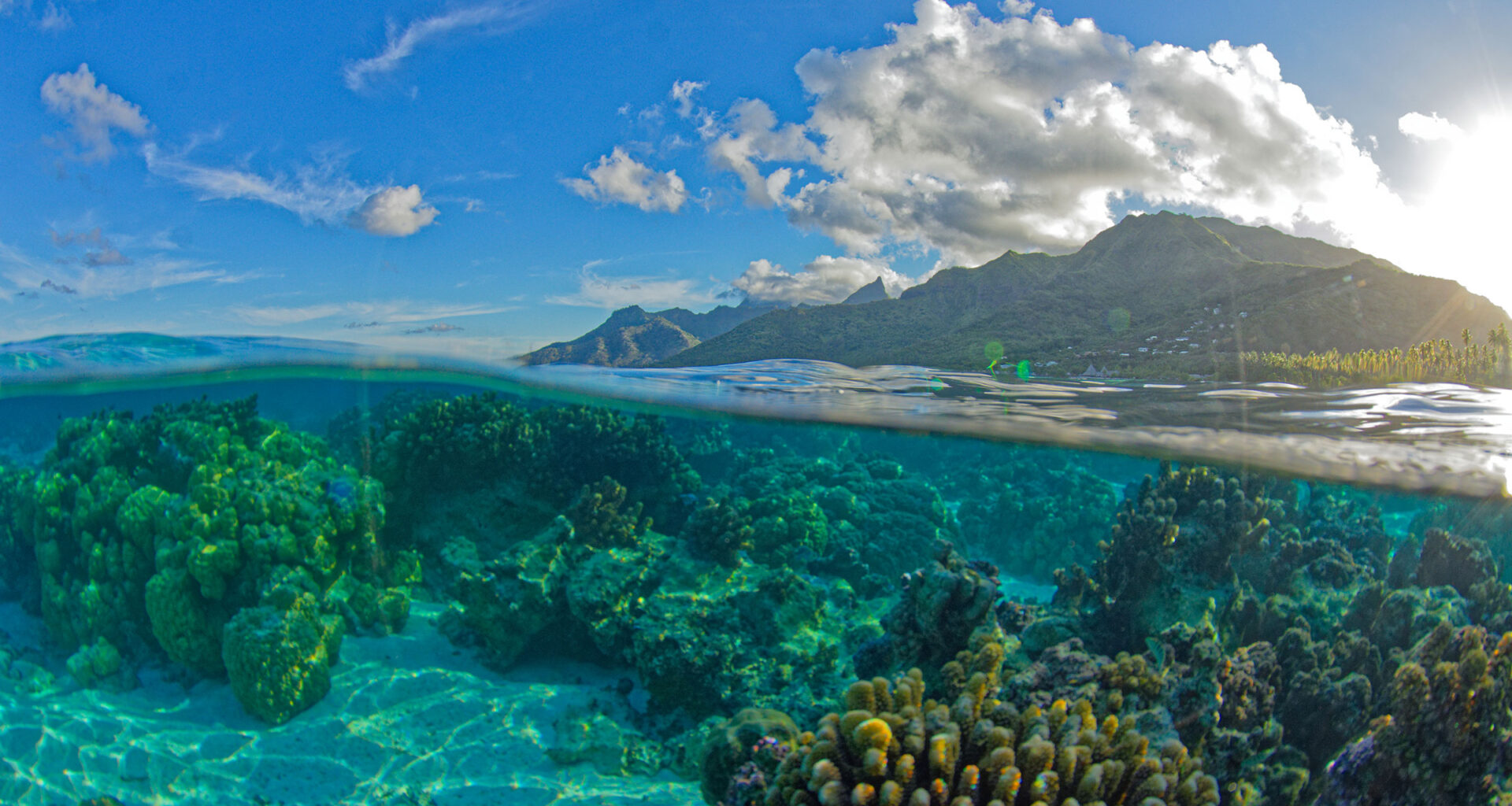 The Curse of Dead Corals