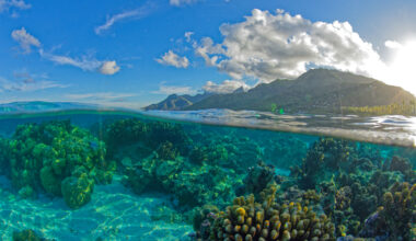 The Curse of Dead Corals