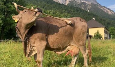 Cow with a broom upends what scientists thought about the animal kingdom