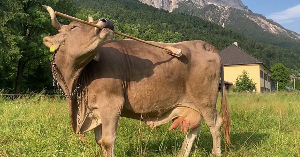 Cow with a broom upends what scientists thought about the animal kingdom
