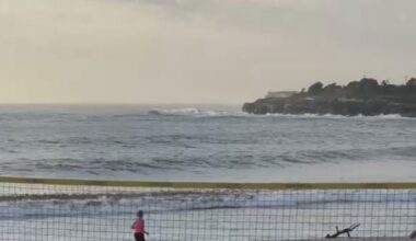 Shark alarm drives morning swimmers to shore in Sydney