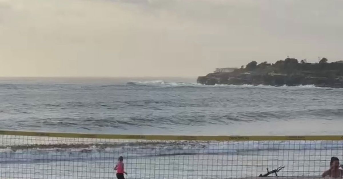 Shark alarm drives morning swimmers to shore in Sydney