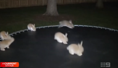 AI reaches new heights as price surge looms