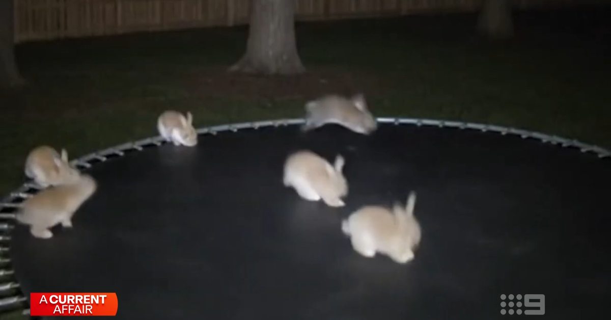 AI reaches new heights as price surge looms