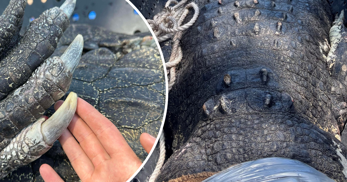 Massive 4.9-metre crocodile found near popular swimming spot in the NT