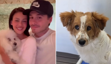 Beckham family feud: Nicola plugs dog rescue efforts amid ongoing tensions