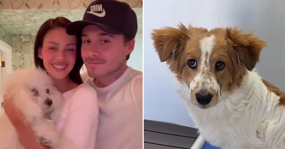 Beckham family feud: Nicola plugs dog rescue efforts amid ongoing tensions