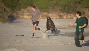 Taunting of sea lion ‘horrifying’