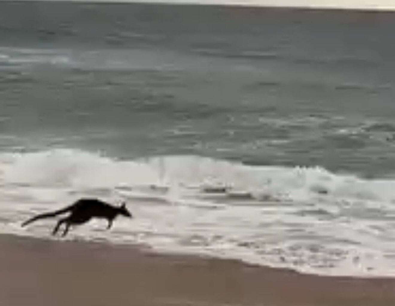 Mystery macropod spotted wave jumping at South Narrabeen Beach